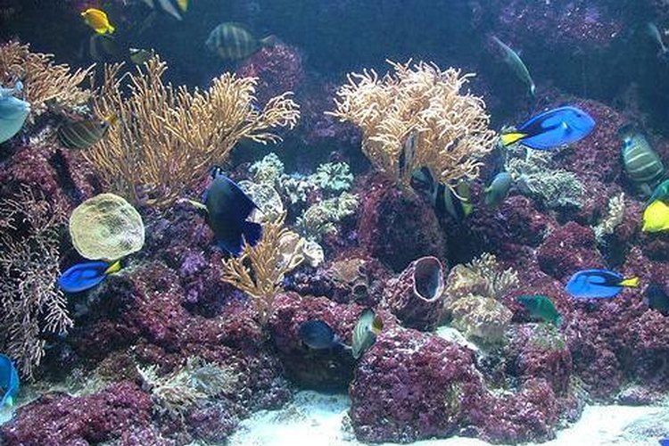 Las bombillas fluorescentes promueven el crecimiento de las plantas.