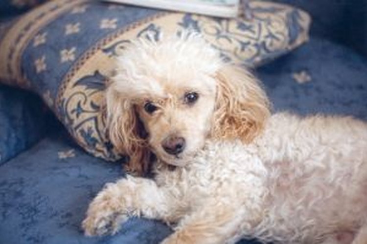 Ahórrate un poco de dinero y peina a tu perro tú mismo.