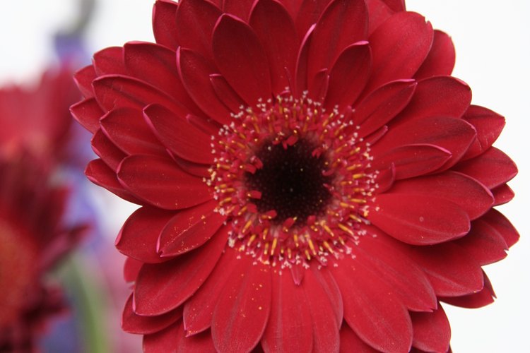 Las gerberas adoran el aire libre y la luz abundante.