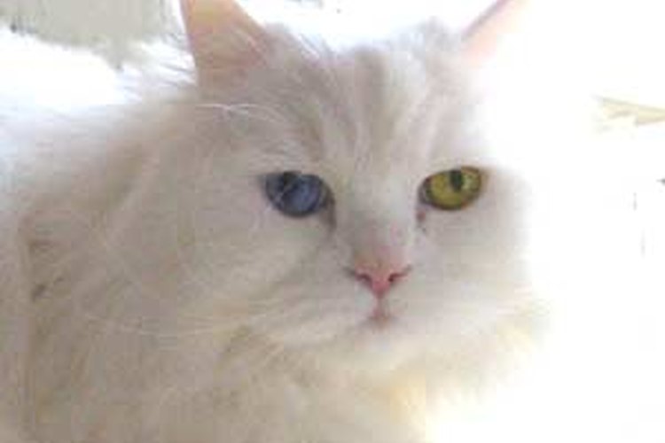 Gato persa.