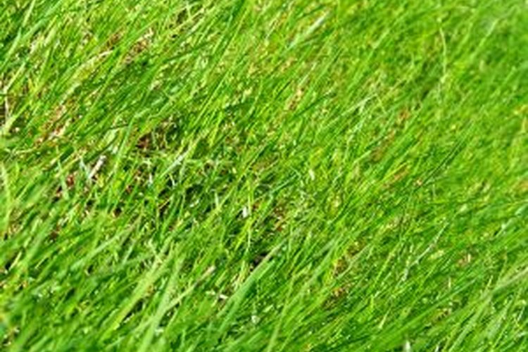 Las plantas son un buen método para enseñar sobre el día y la noche.