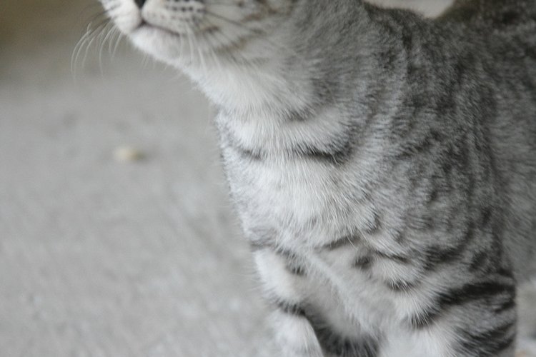 Un lindo gato sobre una alfombra limpia.
