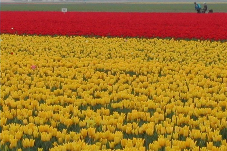 Holanda en América.