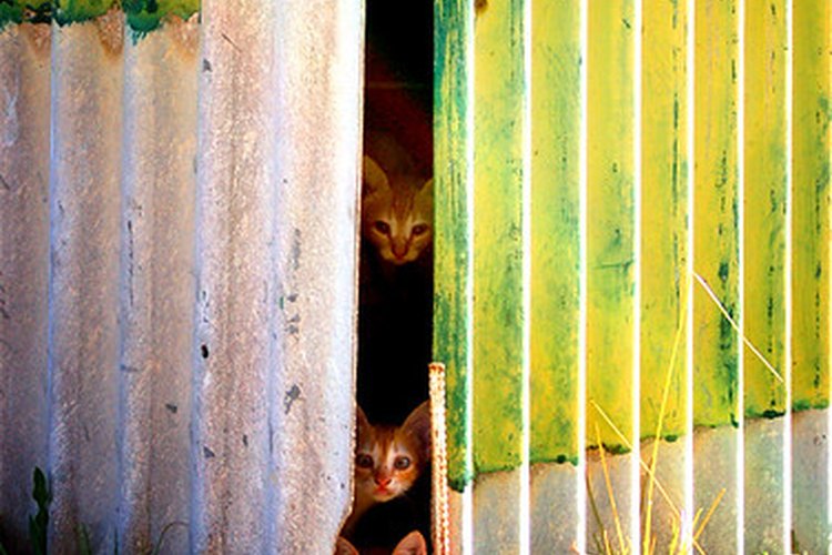 Los gatos del exterior son más propensos a tener gusanos y otros parásitos.