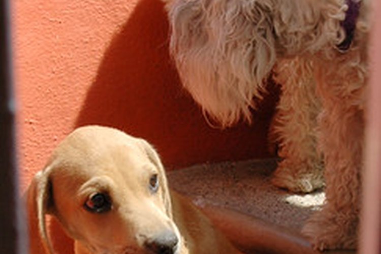 Las llagas en los codos son comunes en todo tipo de perros.