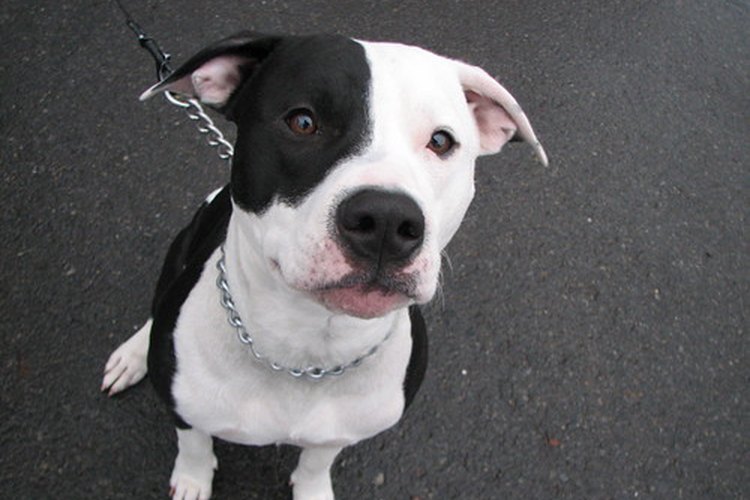 Los fanáticos de la raza pitbull dicen que el perro es incomprendido.