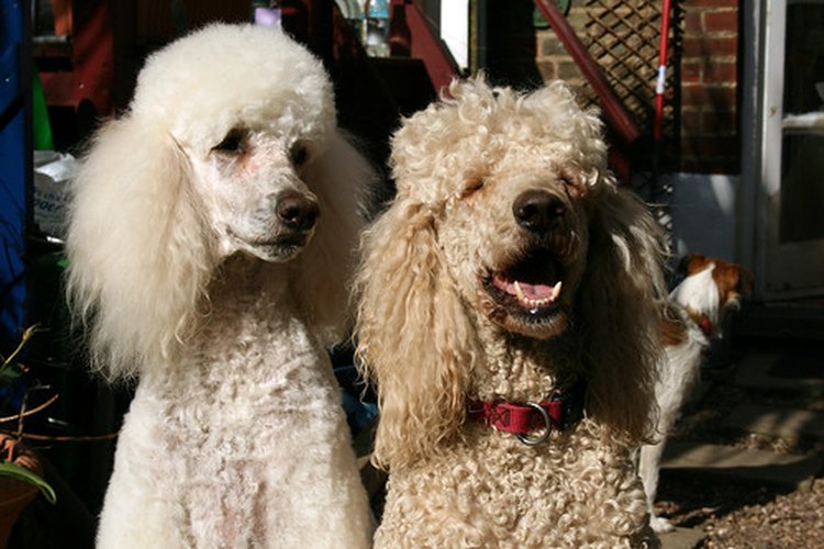 Los ataques en los perros causados por la diabetes son prevenidos fácilmente.