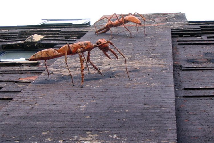 Insectos que se arrastran.