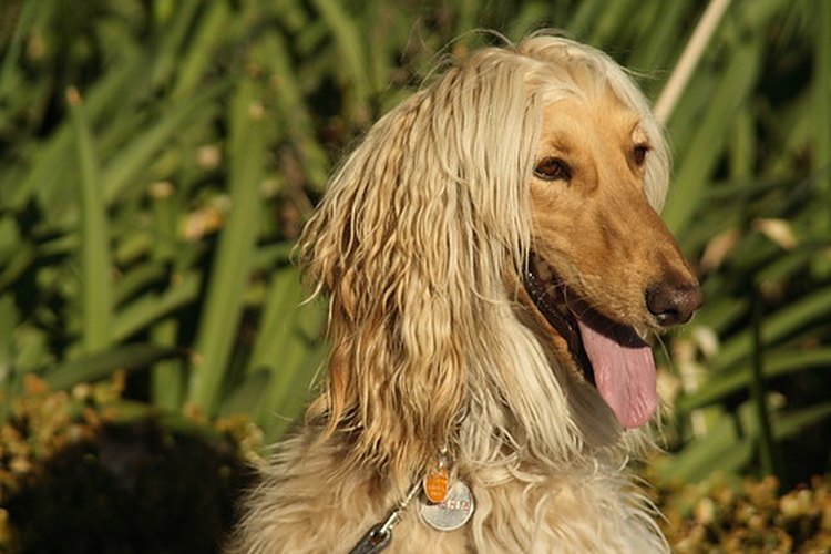 Los perros que tienen lombrices o giardia necesitan tratamiento.