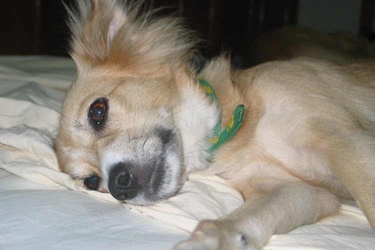 El parvovirus puede ser mortal para los perros.