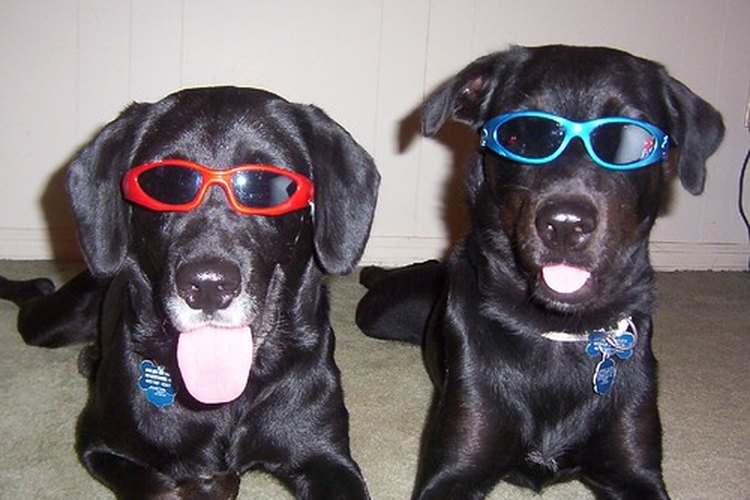 Perros jóvenes divirtiéndose.
