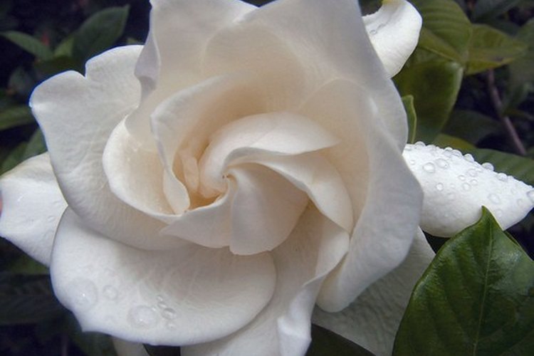 Las gardenias son una adición fragante para tu jardín.
