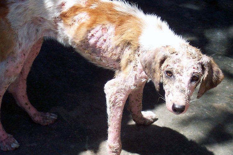 La sarna puede causar enfermedades graves e incluso la muerte en perros o gatos.