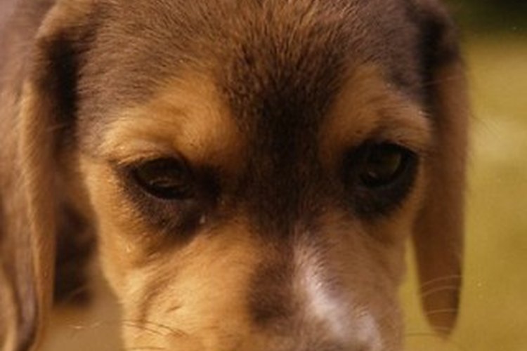 Por lo general, los beagles son negros y marrón claro o blancos y anaranjados.