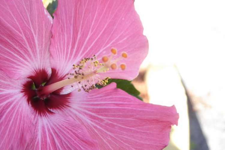 La rosada rosa de saron.