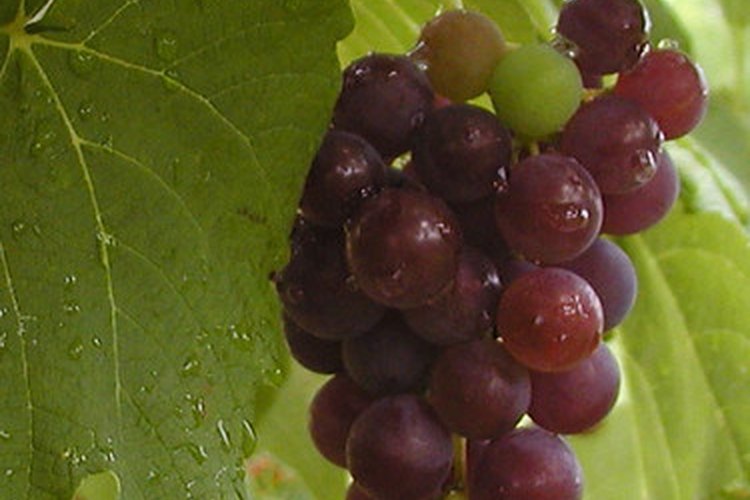 El ciclo de vida de las uvas comienza después de que hayas cosechado la fruta.