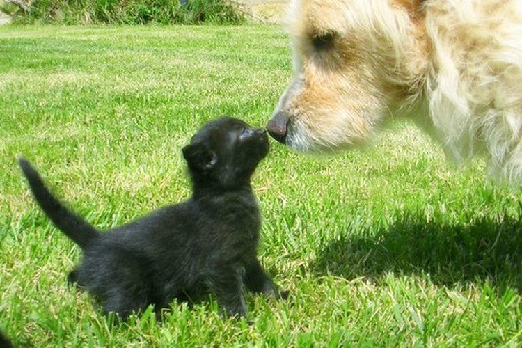 Los perros y gatos pueden ser amigos, pero a veces uno puede contagiar al otro.