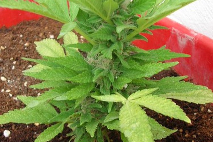 Las plantas de marihuana a menudo se identifican por la forma de su hoja.