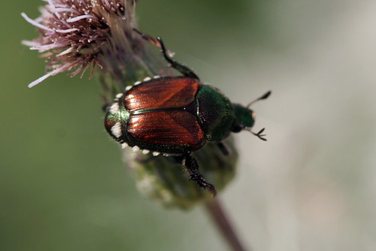 El insecticida Sevil controla las pestes indeseadas.