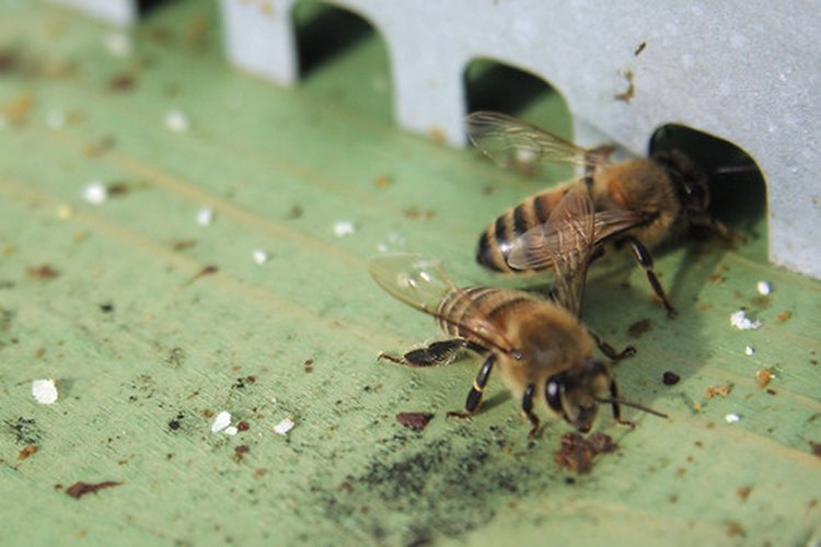 Las abejas lo hacen.