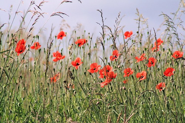 Un cultivo de amapolas rojas.