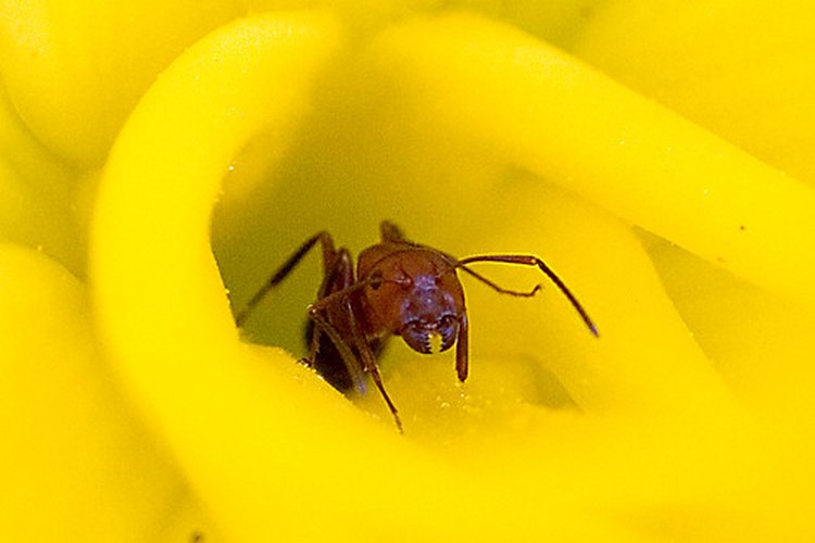 Hormiga roja.