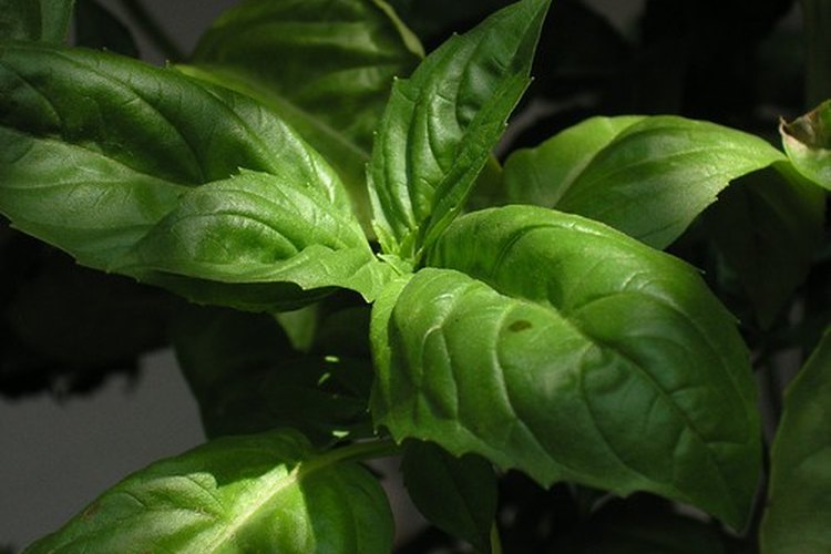 Planta de albahaca