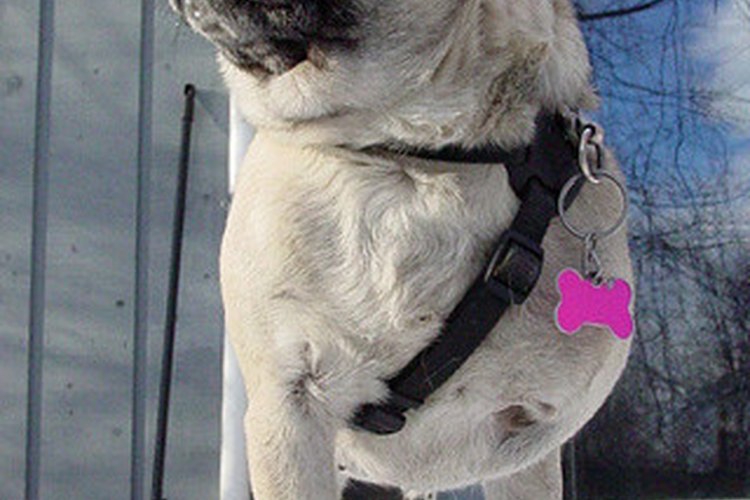 Los "resfríos" en los pugs pueden en realidad ser una infección respiratoria más seria.