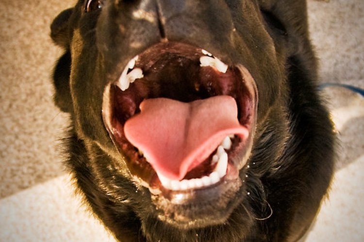 La desnutrición es la causa principal de que la lengua rosada sana de un perro se vuelva negra.