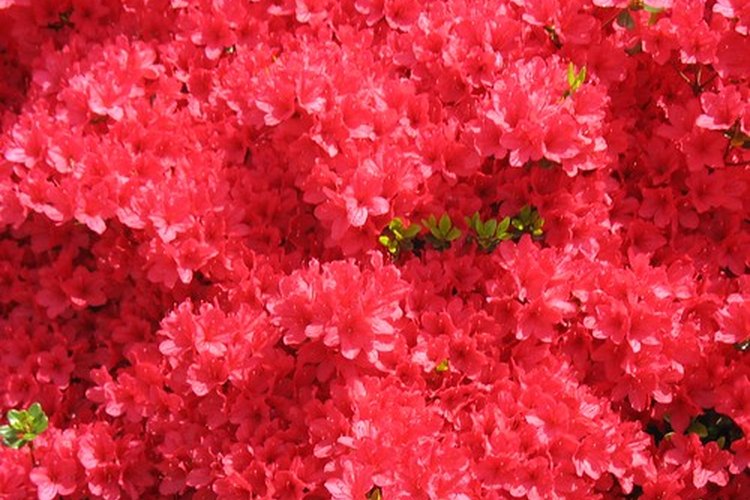 Azaleas rosas.