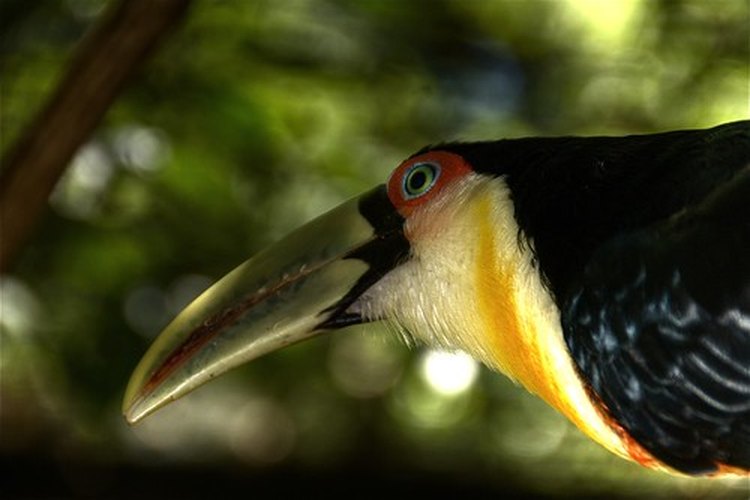 Perfil de un tucán.