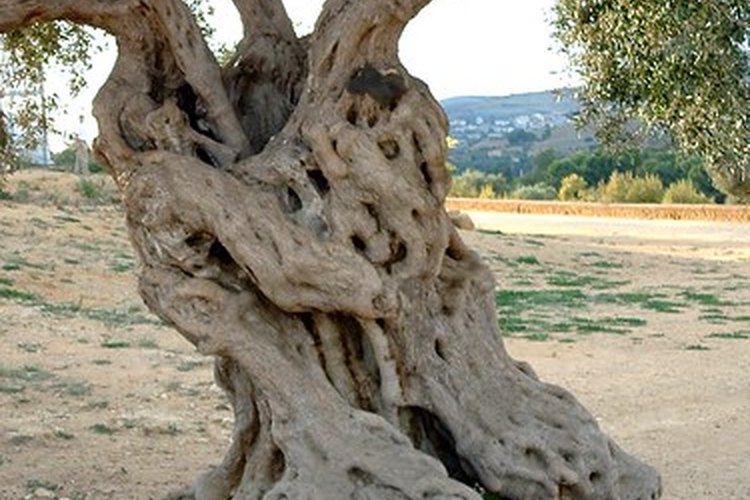 Olivo