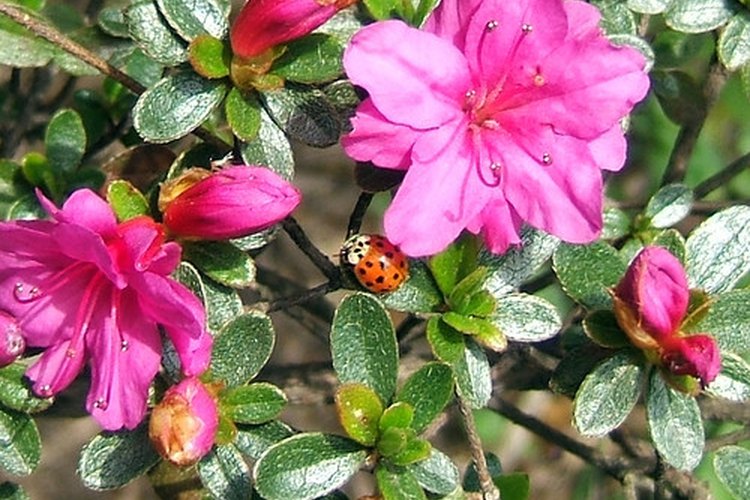 Las azaleas son la flor silvestres oficial de Georgia, EE. UU.