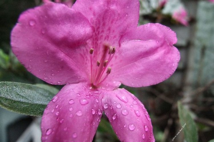 Azalea mostrando sus estambres.