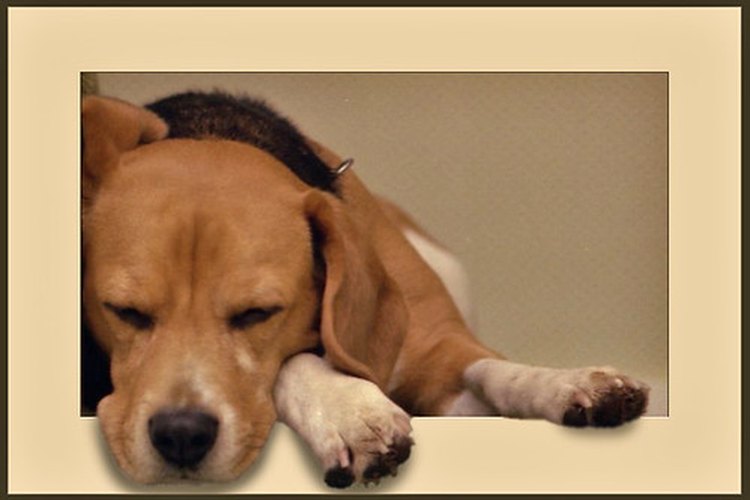 Los beagles son mascotas populares.