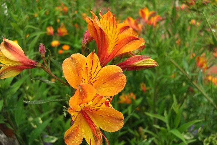 Alstroemeria.