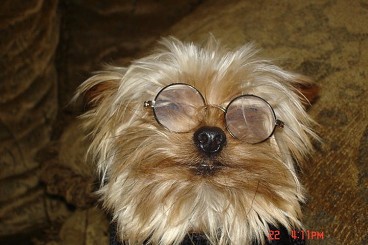 Los lentes no ayudarán a los perros con cataratas.
