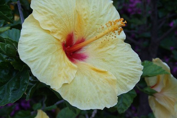 Hibisco amarillo.