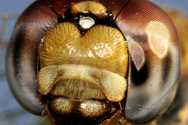Los insecticidas se utilizan para controlar o matar insectos.