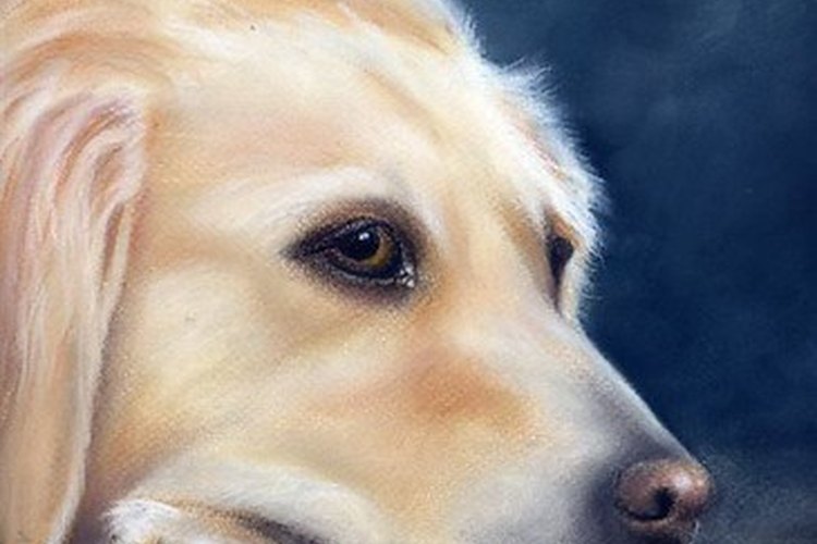 Un perro.