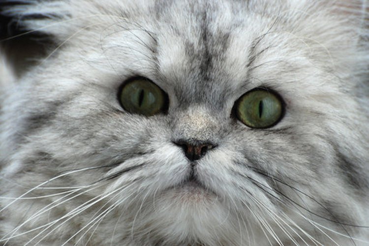 Los gatos pueden ser alérgicos a la saliva de las pulgas.