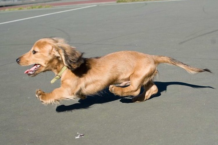 Un perro que es chocado por un auto presentará normalmente lesiones de patas nerviosas.