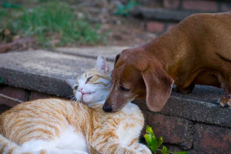 Mantén a tus perros y gatos saludables.