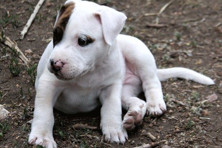 Cachorro de Pitbull.