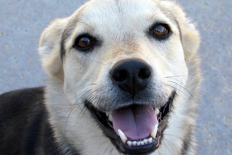 Perro con ojos limpios.