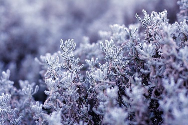 El clima gélido no atemoriza a la gardenia resistente a la escarcha.