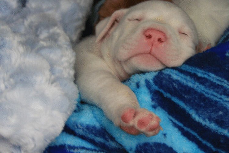 Dar a luz a los cachorros estresa a la madre.