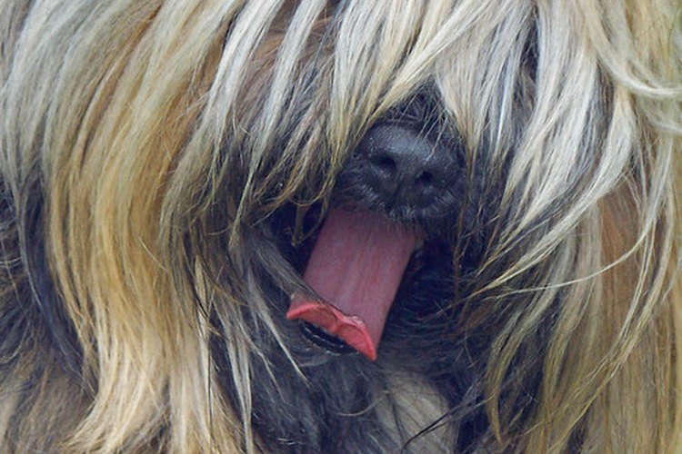 ¿Tu perro bebe suficiente agua?