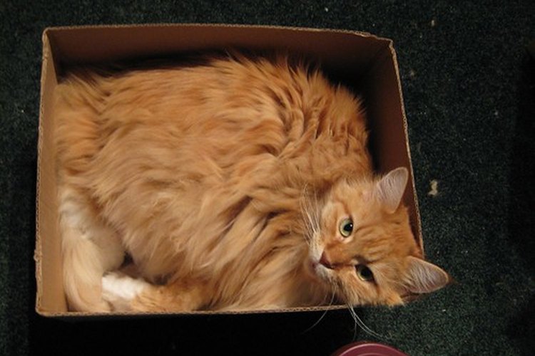 A los gatos les gustan los espacios pequeños y cómodos.