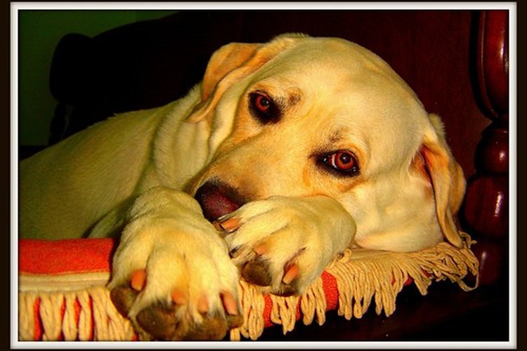 El aceite de linaza es bueno para el pelaje de los perros.